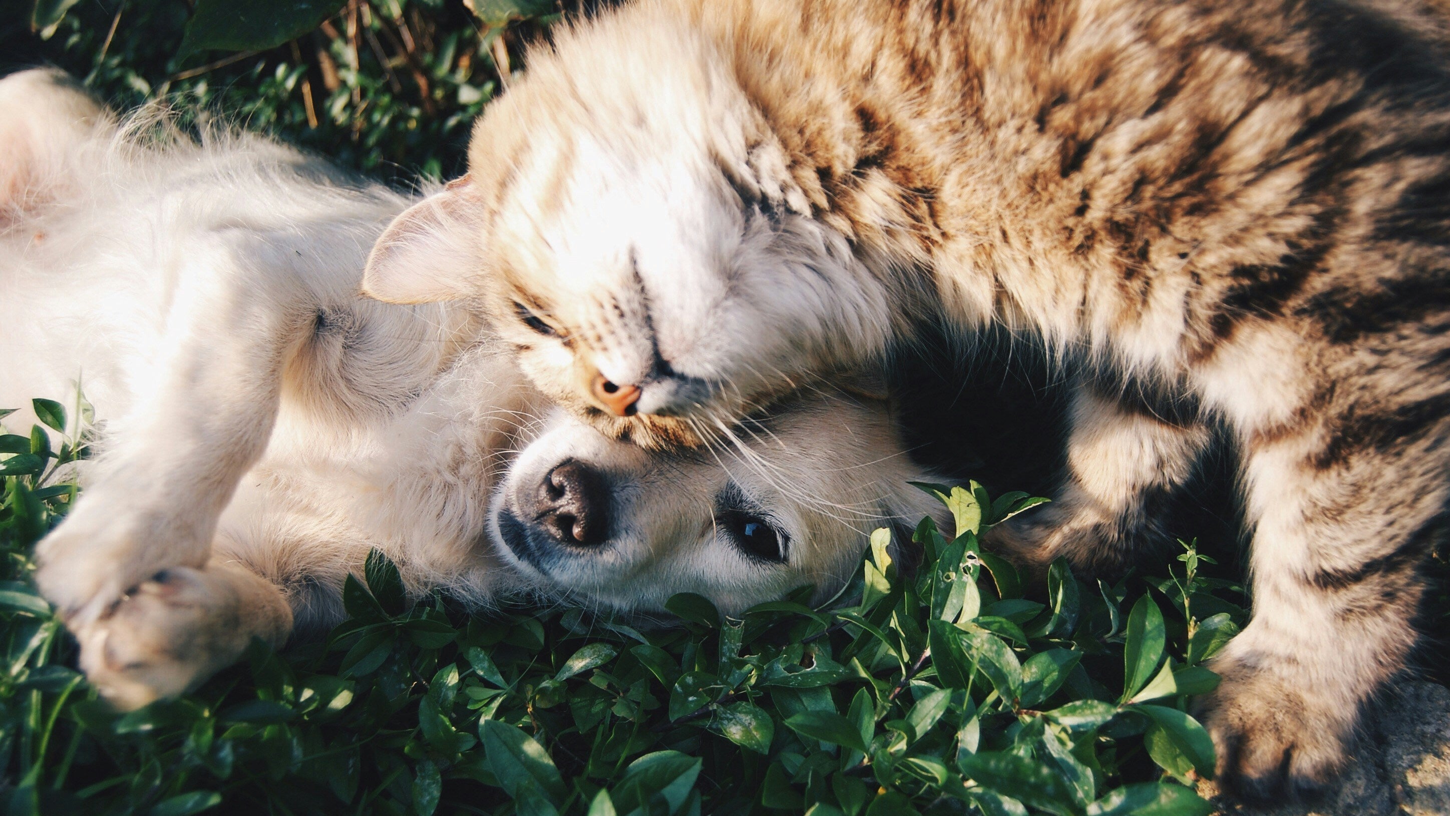 Cat and dog lying on grass together